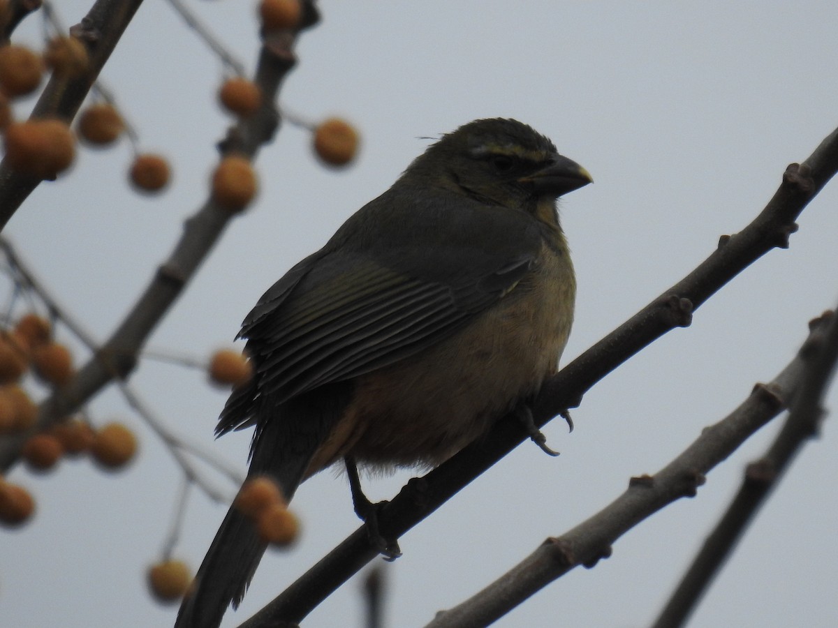 Bluish-gray Saltator - ML638761475