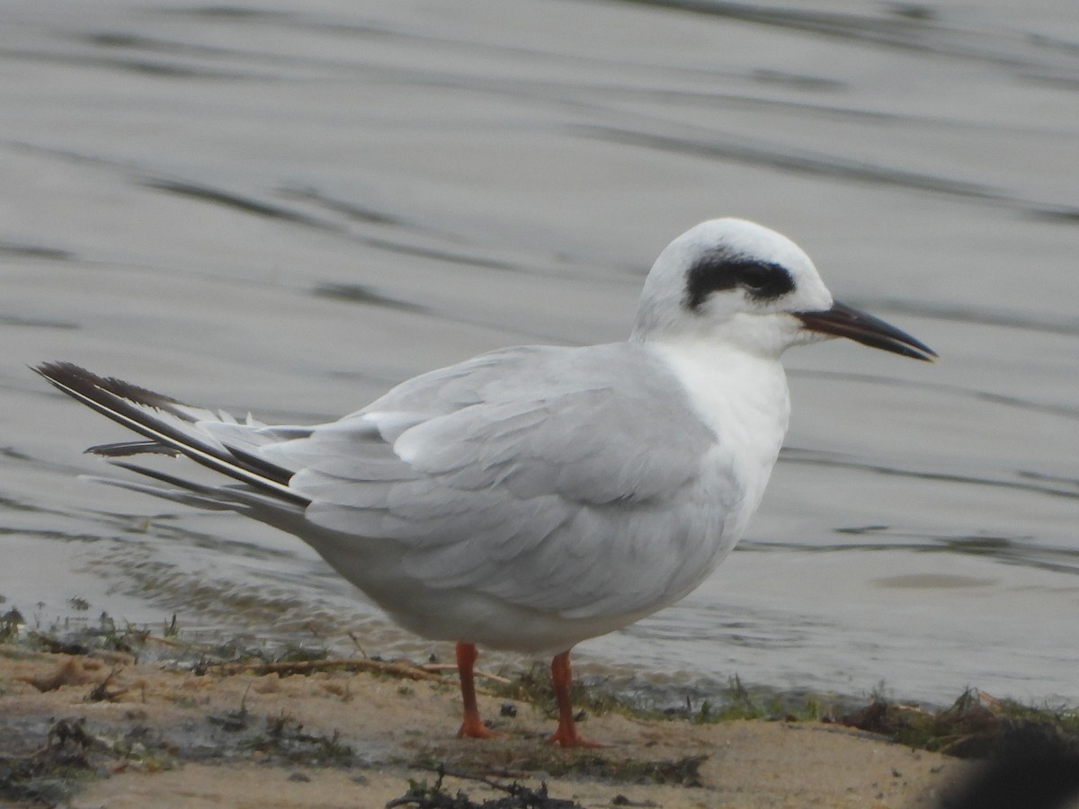 Forster's Tern - ML638761478