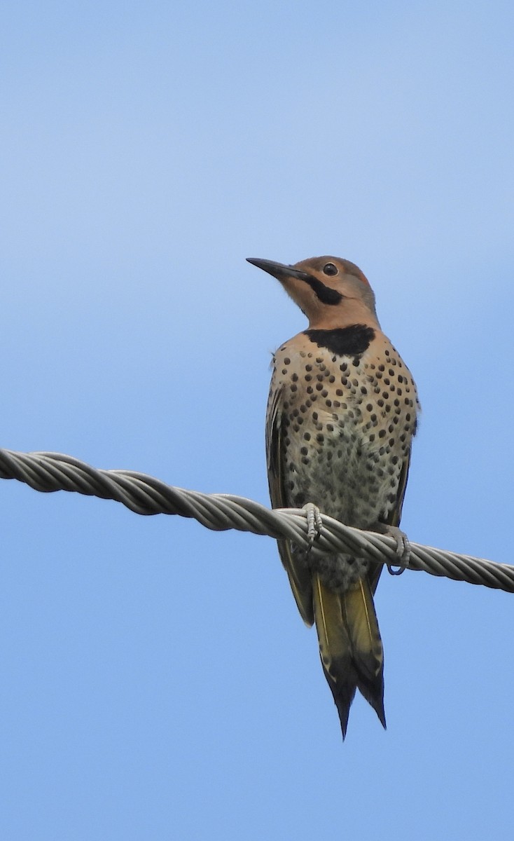 Northern Flicker (Yellow-shafted) - ML638761529
