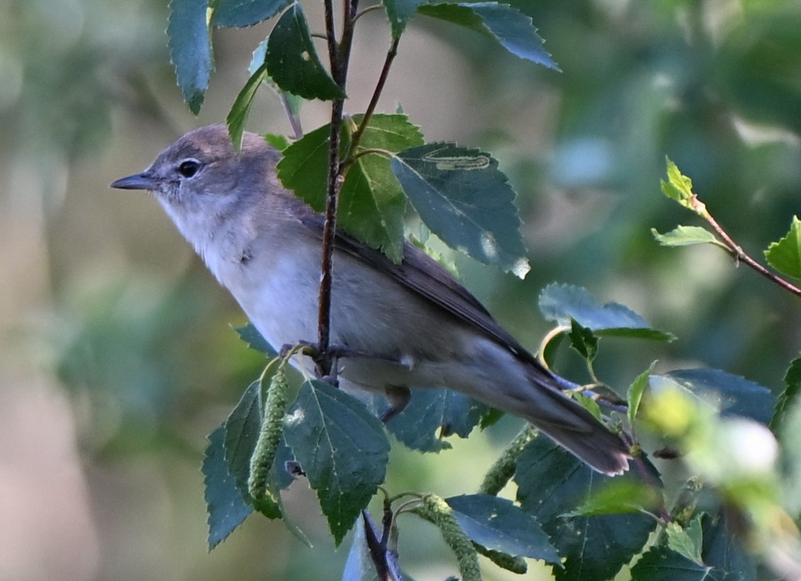 Garden Warbler - ML638761566