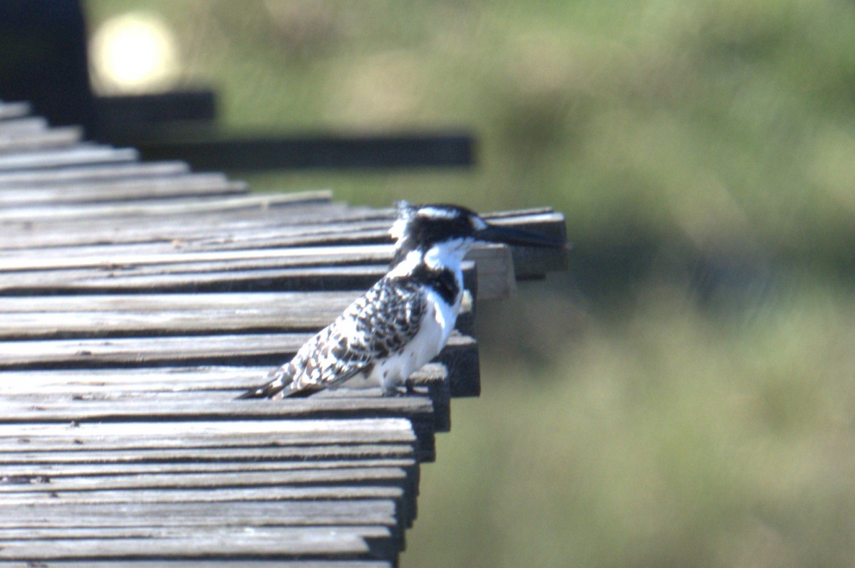 Pied Kingfisher - ML638761568