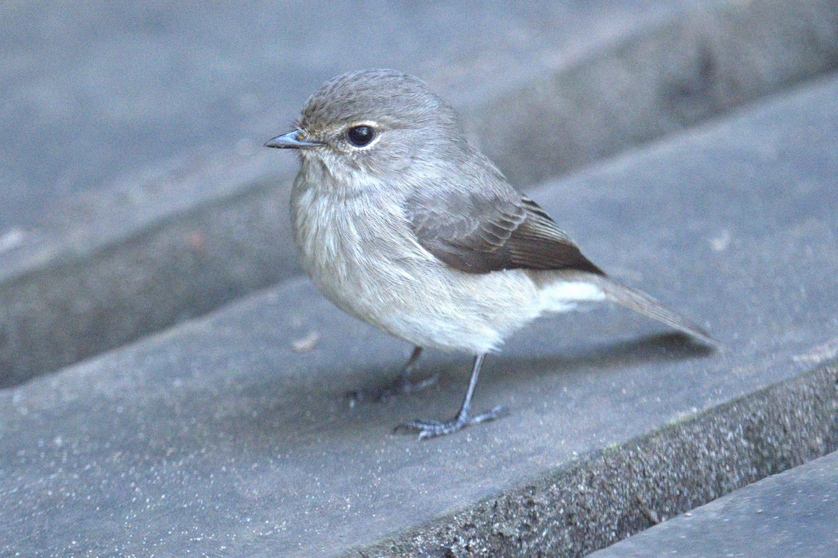 African Dusky Flycatcher - ML638761615