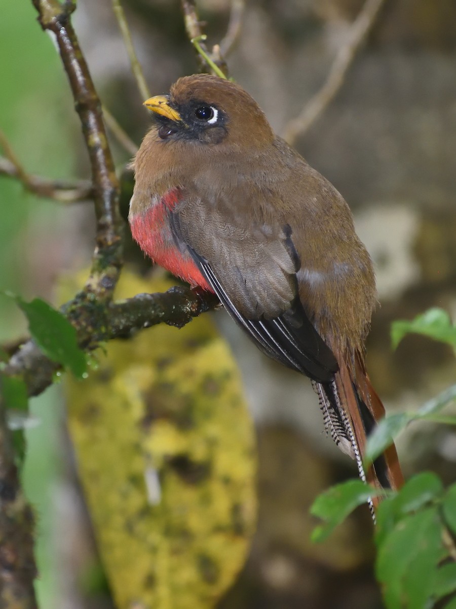 Masked Trogon - ML638761618