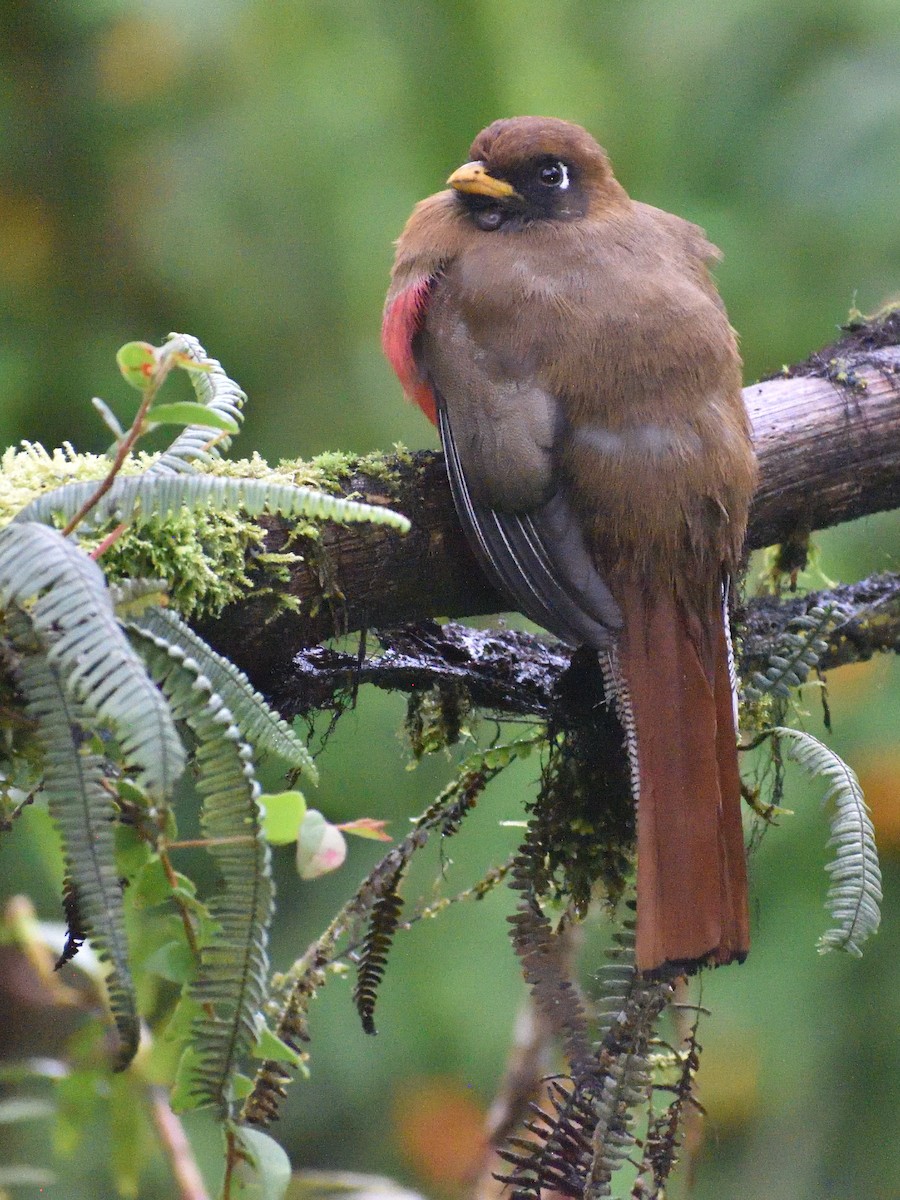 Masked Trogon - ML638761619
