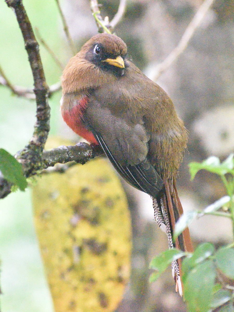 Masked Trogon - ML638761620
