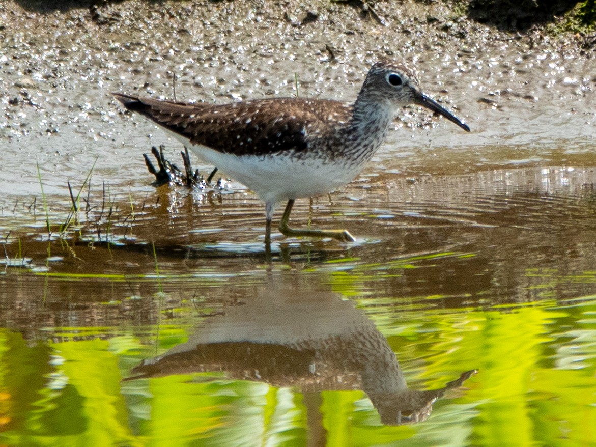 Solitary Sandpiper - ML638761724