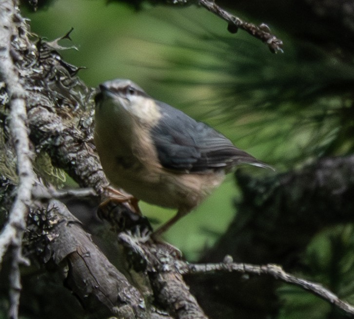ゴジュウカラ - ML638761726