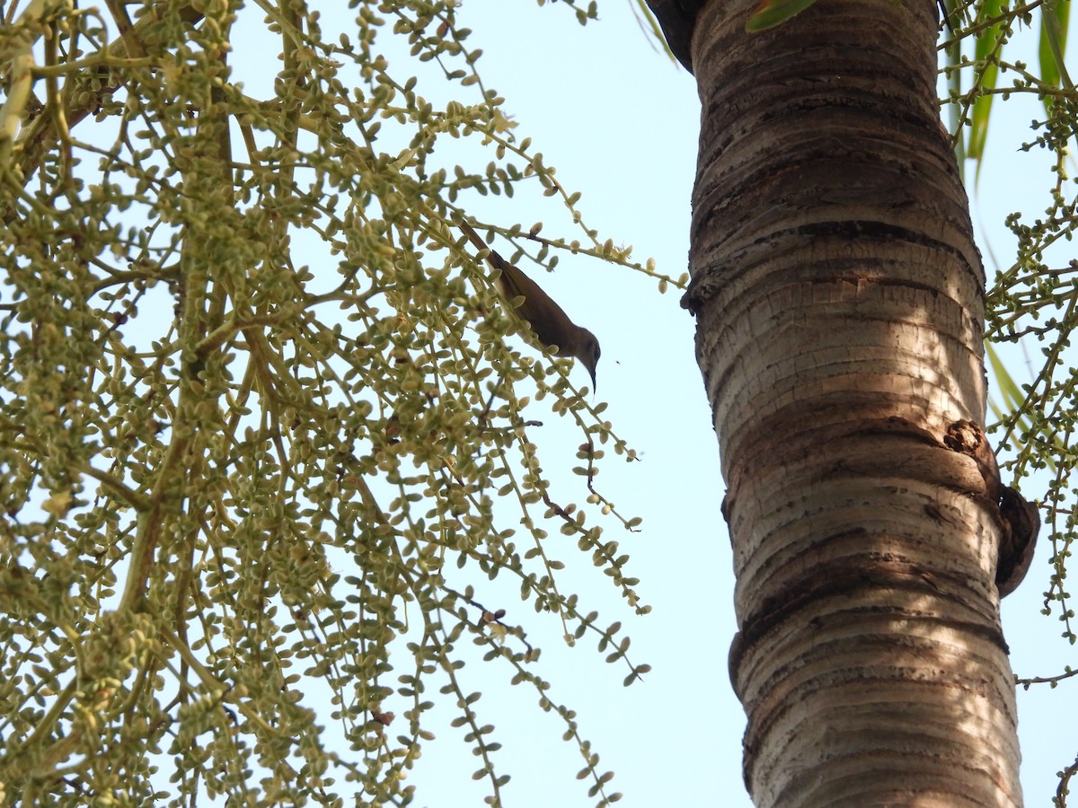 blåmaskehonningeter (albipennis) - ML638761755
