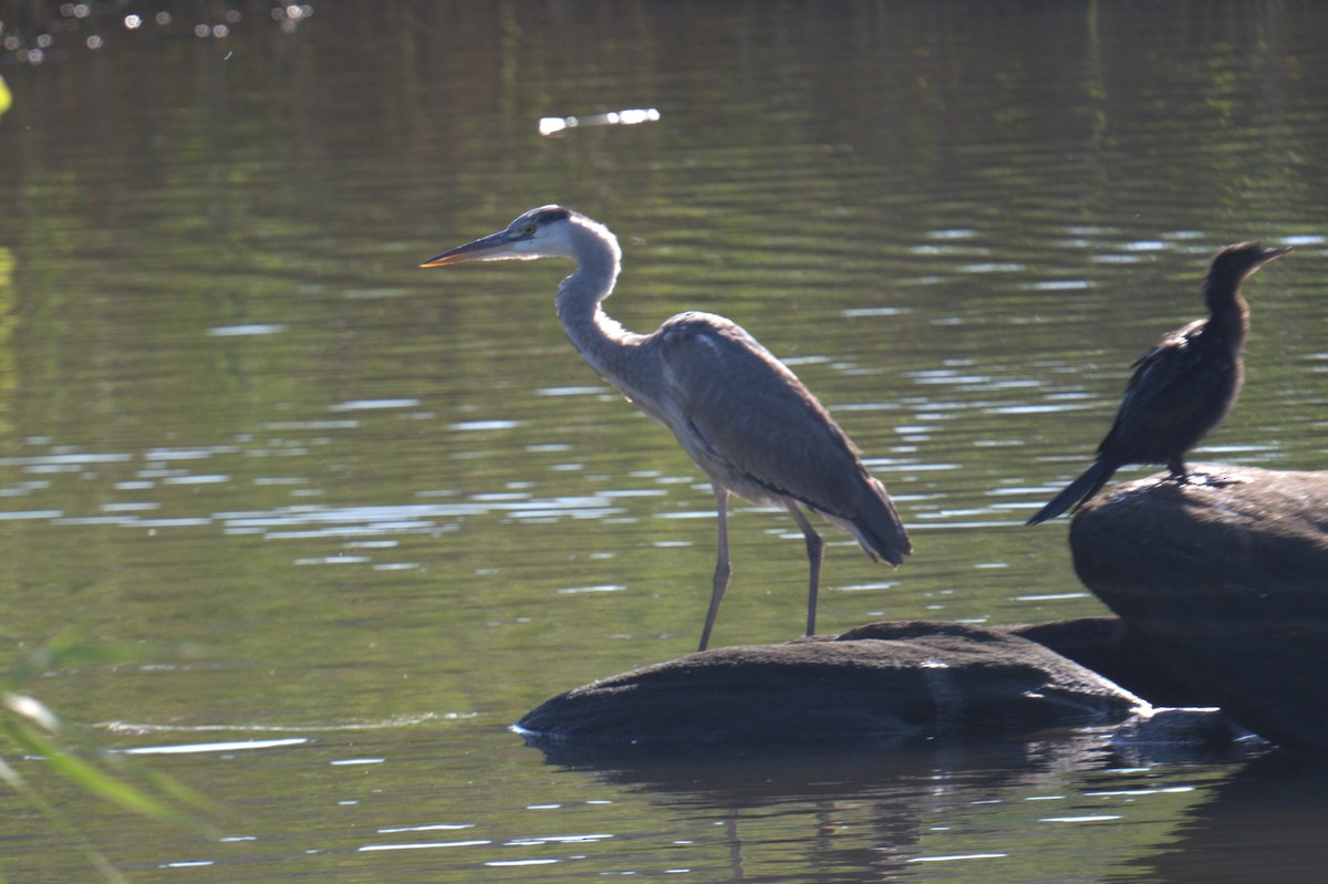 Gray Heron - ML638761768