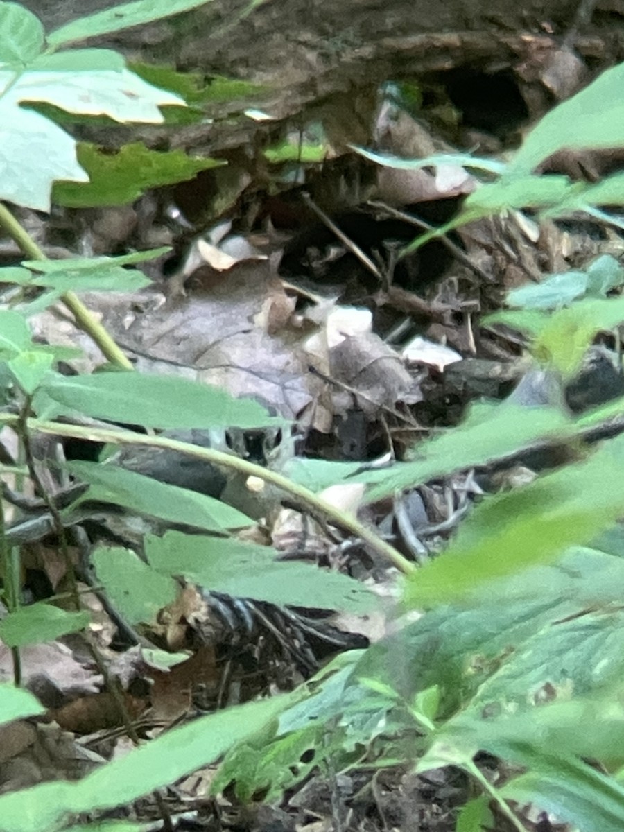 Tufted Titmouse - ML638761851