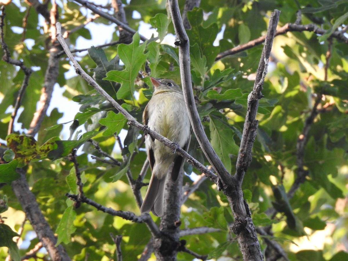 Western Flycatcher - ML638761923
