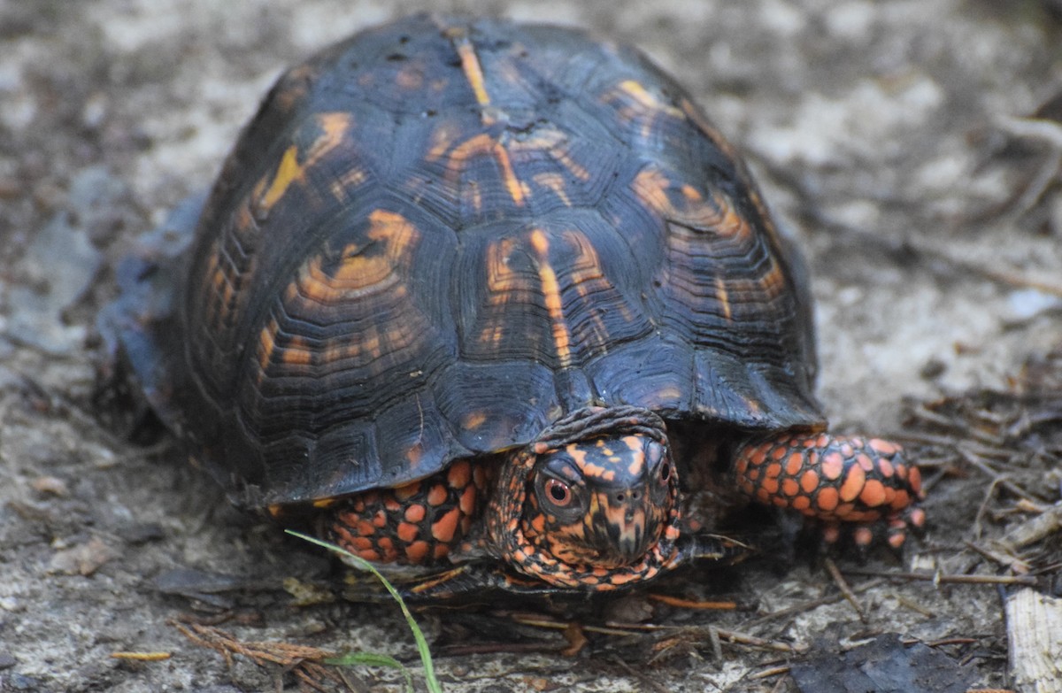 Animals - ML638761928
