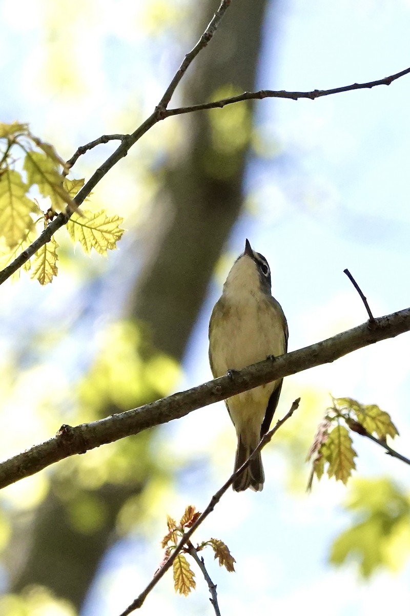 Mavi Başlı Vireo - ML638761934