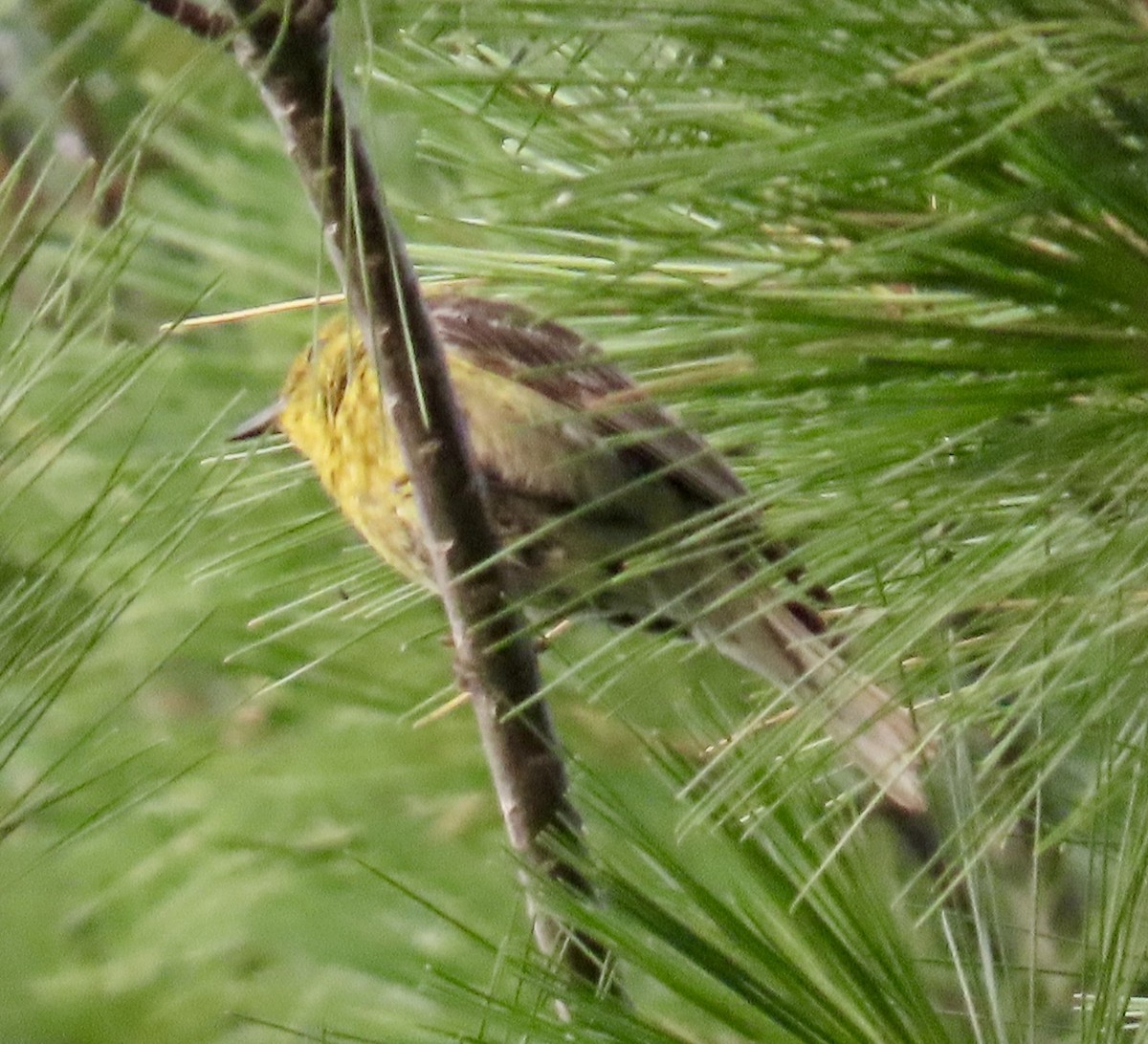 Pine Warbler - ML638761935