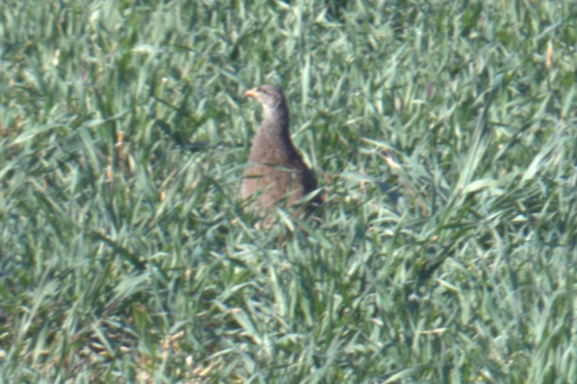 Natal Spurfowl - ML638761969