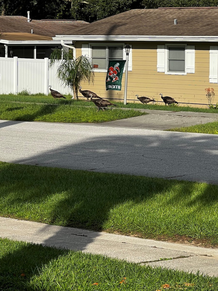 Wild Turkey - ML638761971