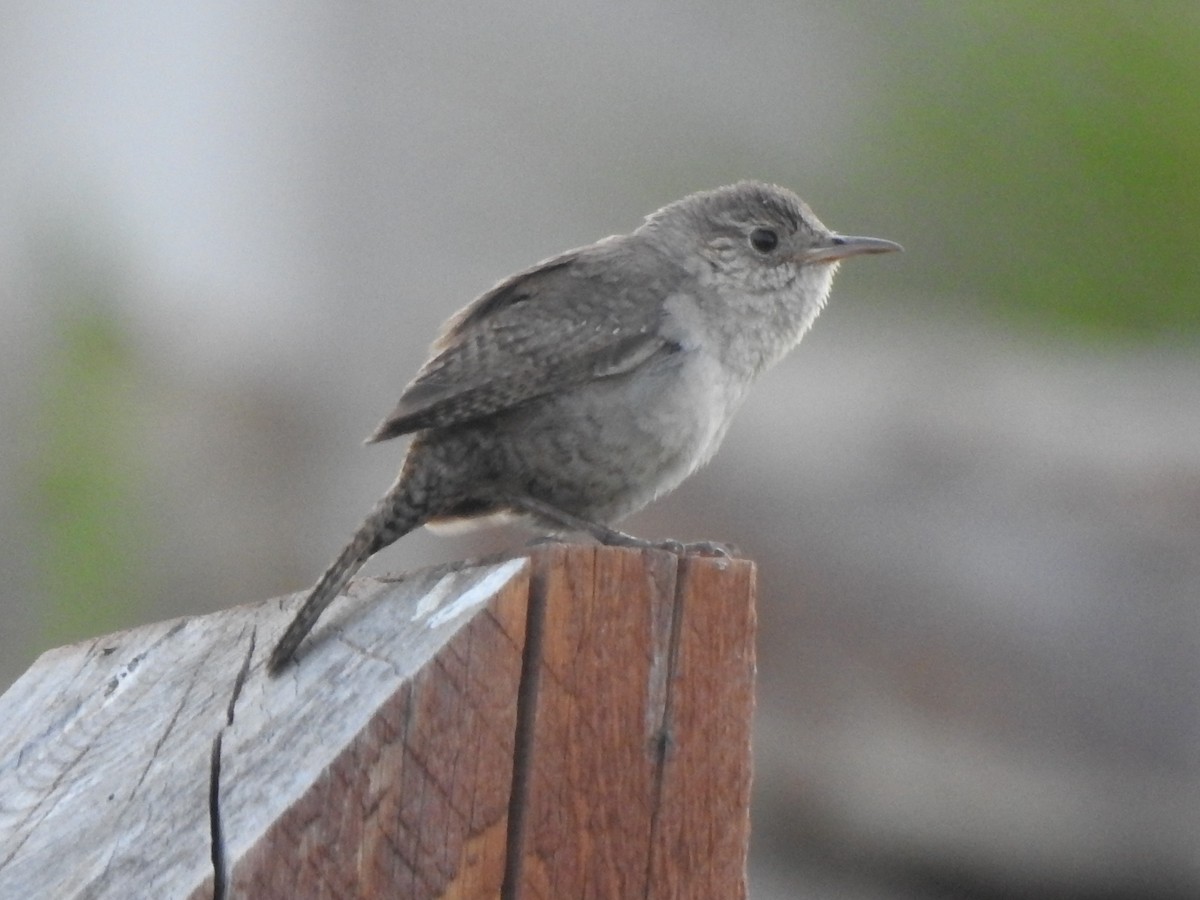 Northern House Wren - ML638761987