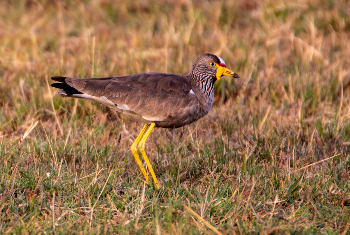 Wattled Lapwing - ML638761988