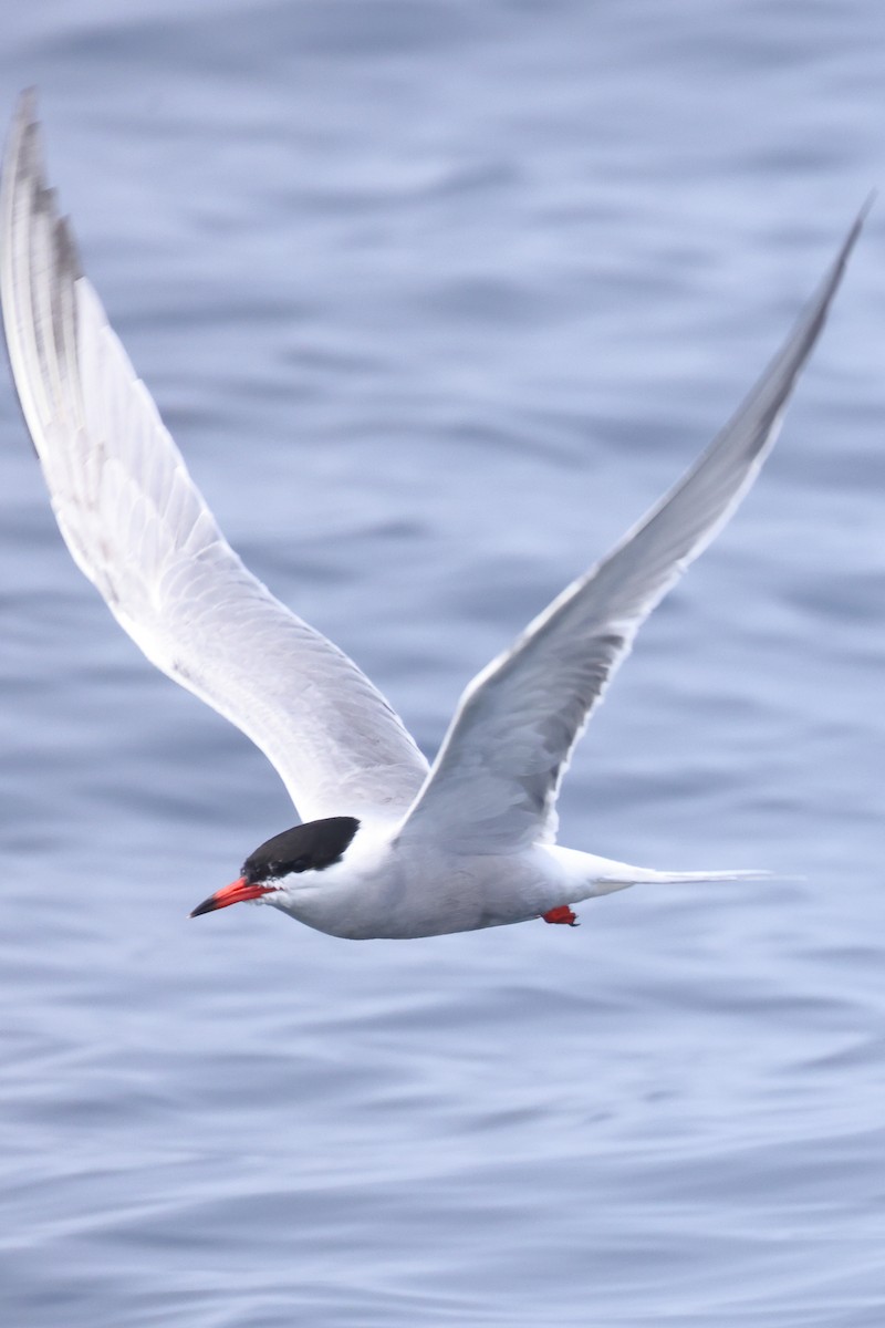 Common Tern - ML638762010