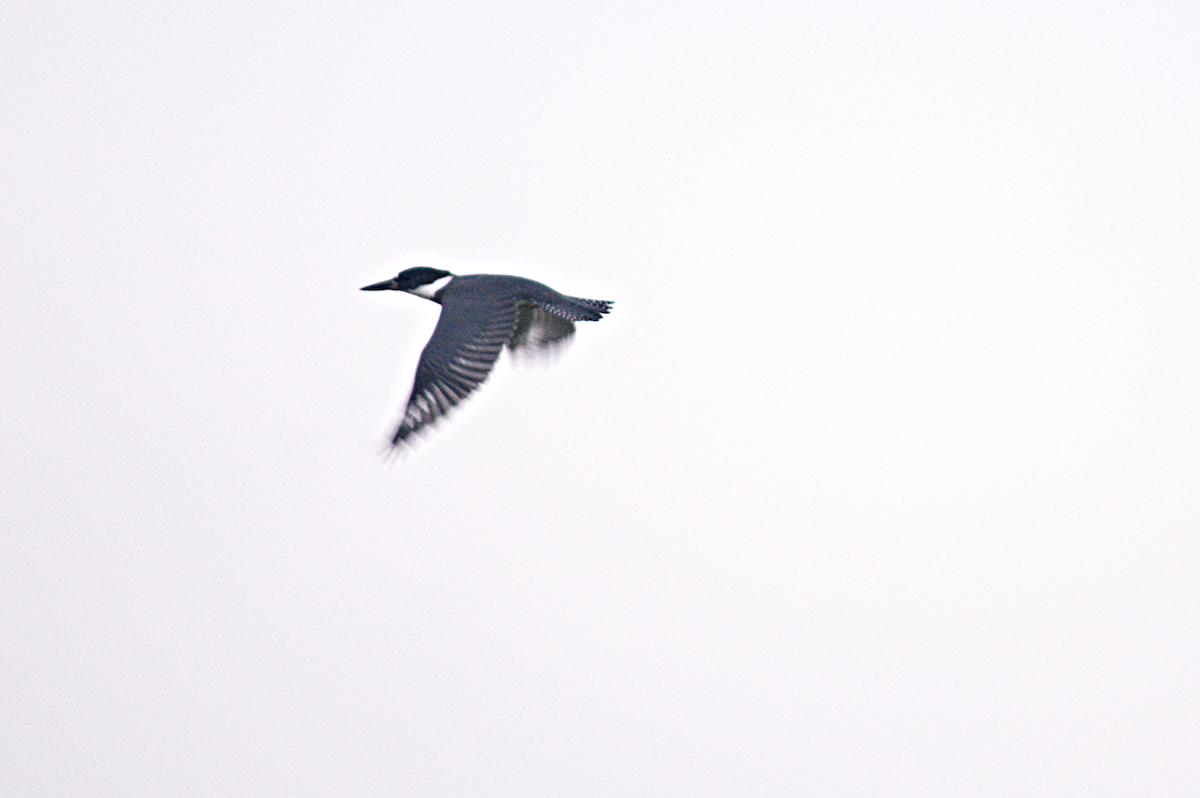 Belted Kingfisher - ML638762073