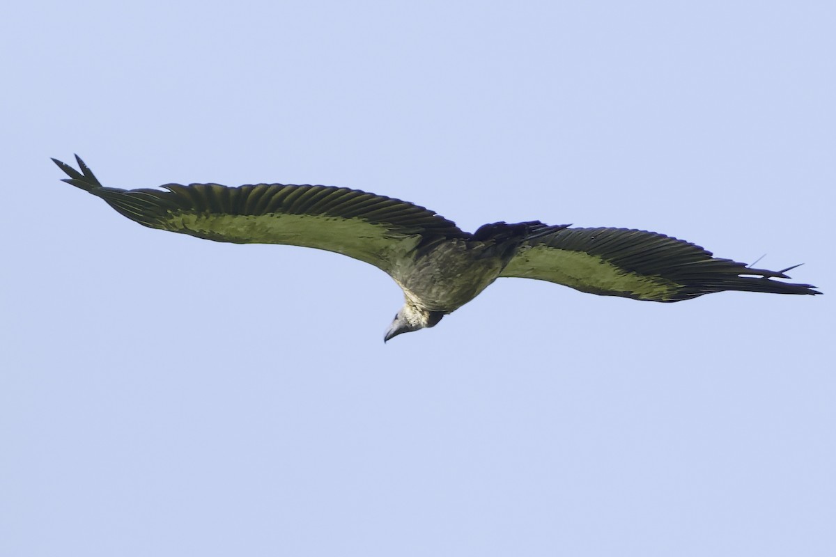 White-backed Vulture - ML638762080