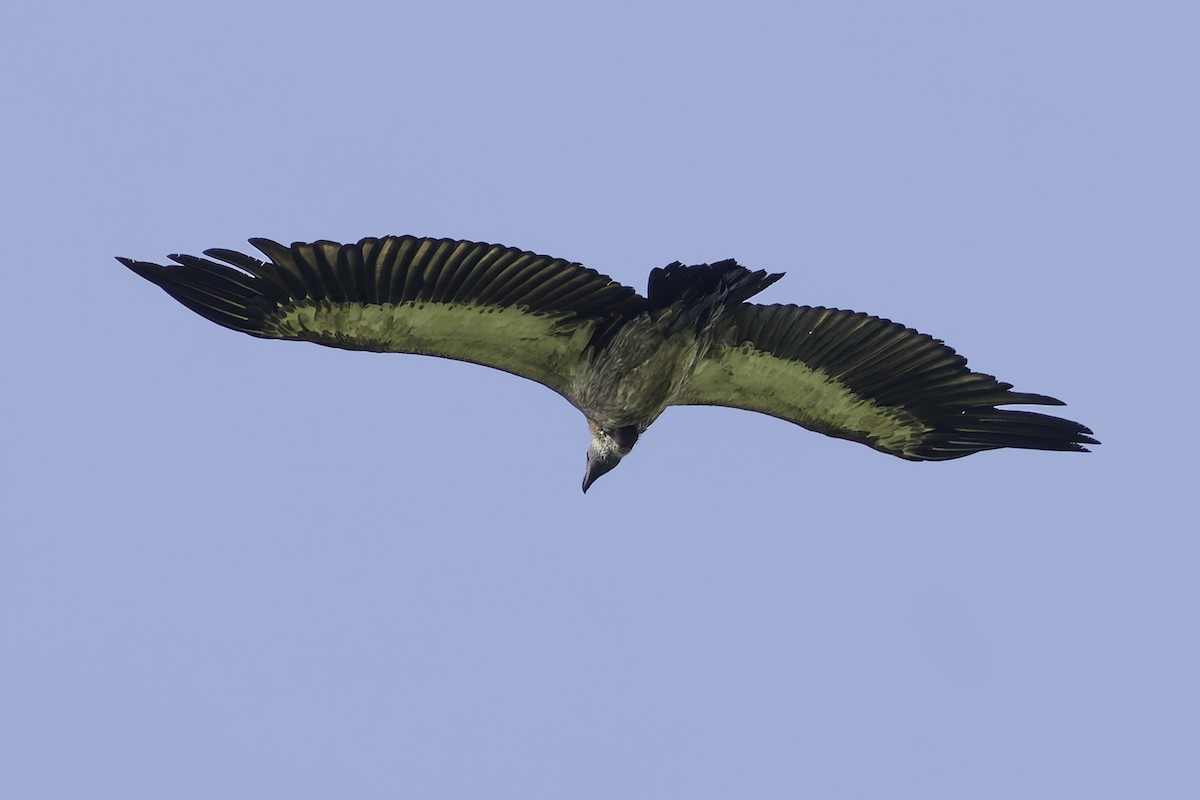 White-backed Vulture - ML638762081