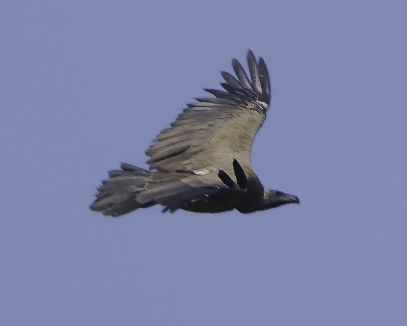 White-backed Vulture - ML638762082