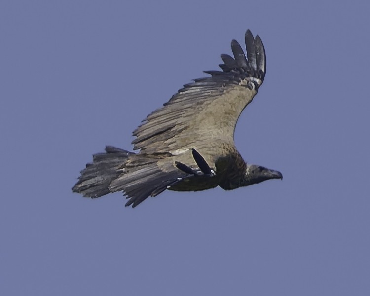 White-backed Vulture - ML638762083