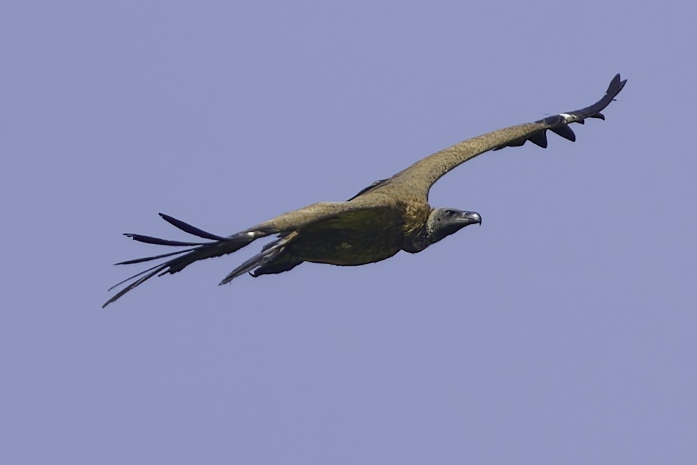 White-backed Vulture - ML638762084