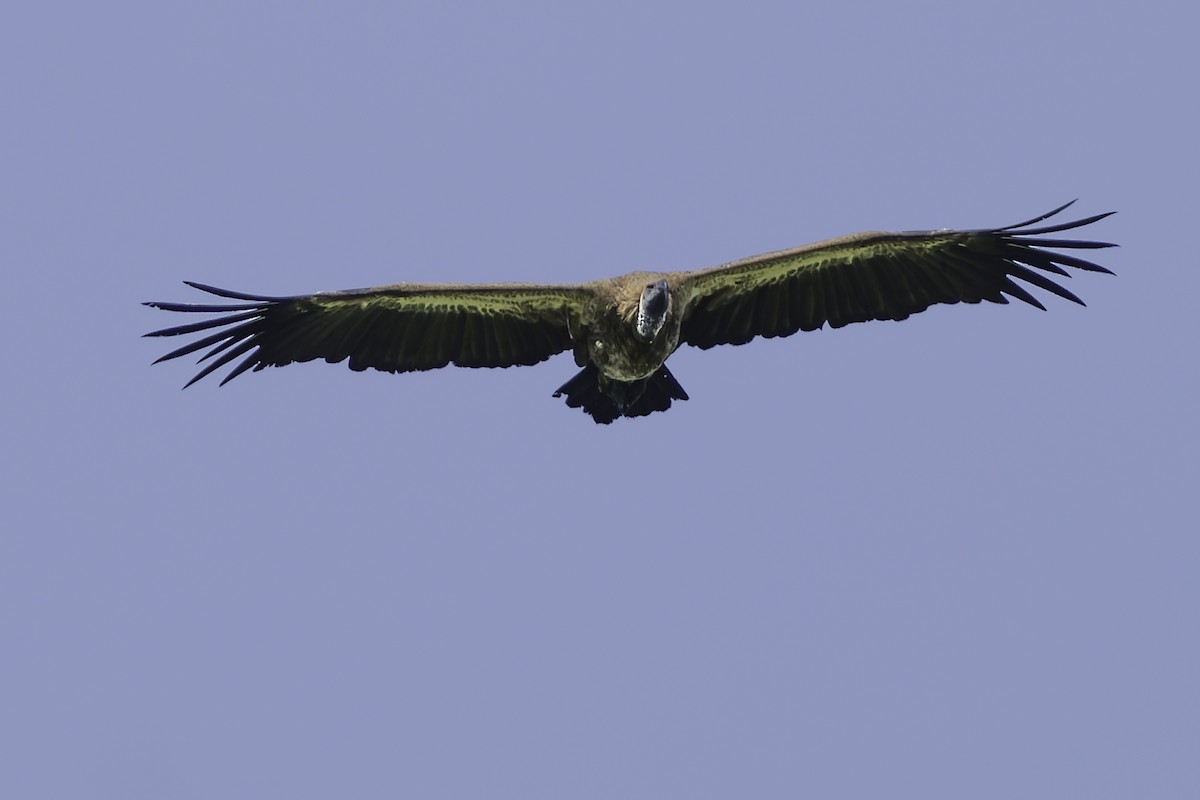 White-backed Vulture - ML638762085