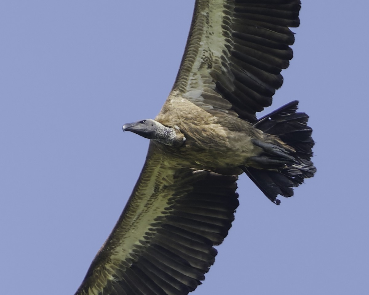 White-backed Vulture - ML638762086