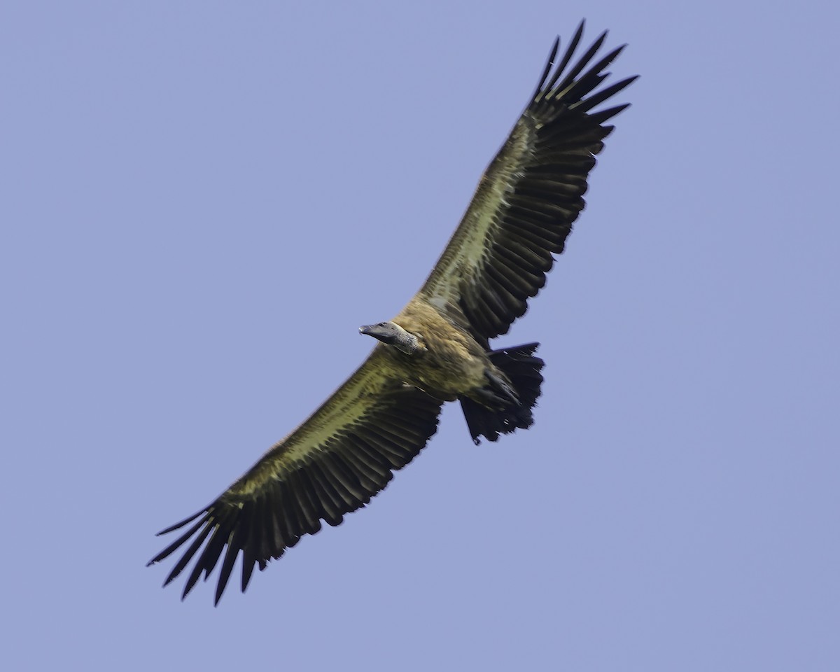 White-backed Vulture - ML638762087