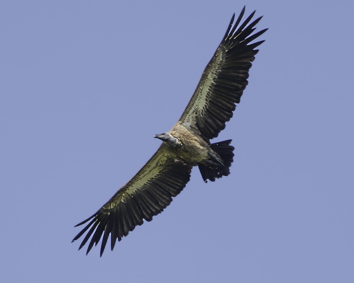 White-backed Vulture - ML638762088