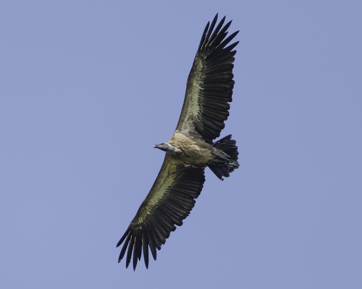 White-backed Vulture - ML638762089