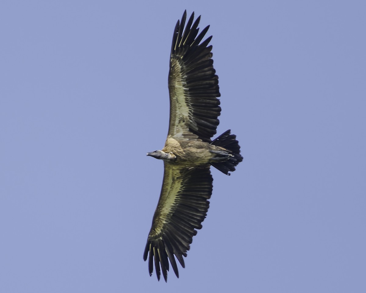 White-backed Vulture - ML638762090