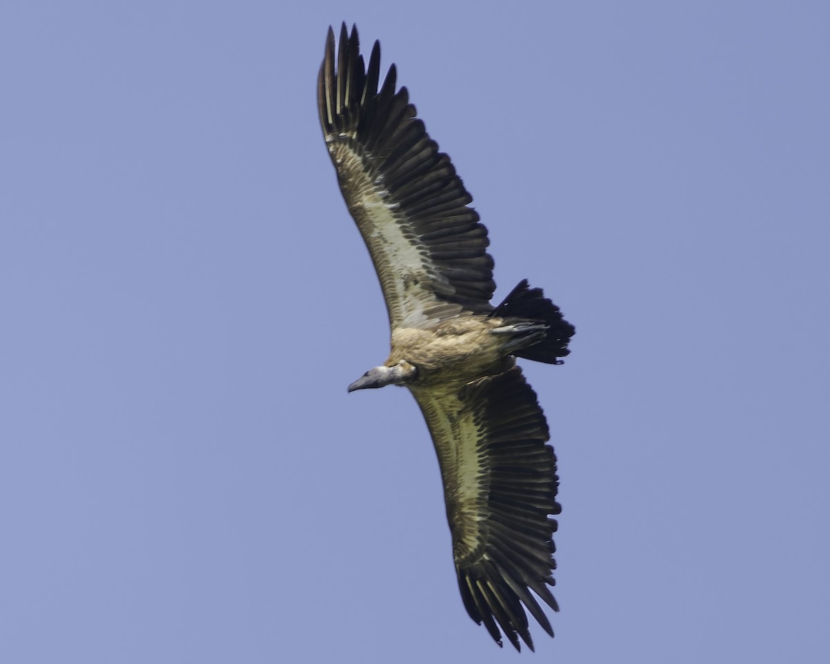 White-backed Vulture - ML638762091