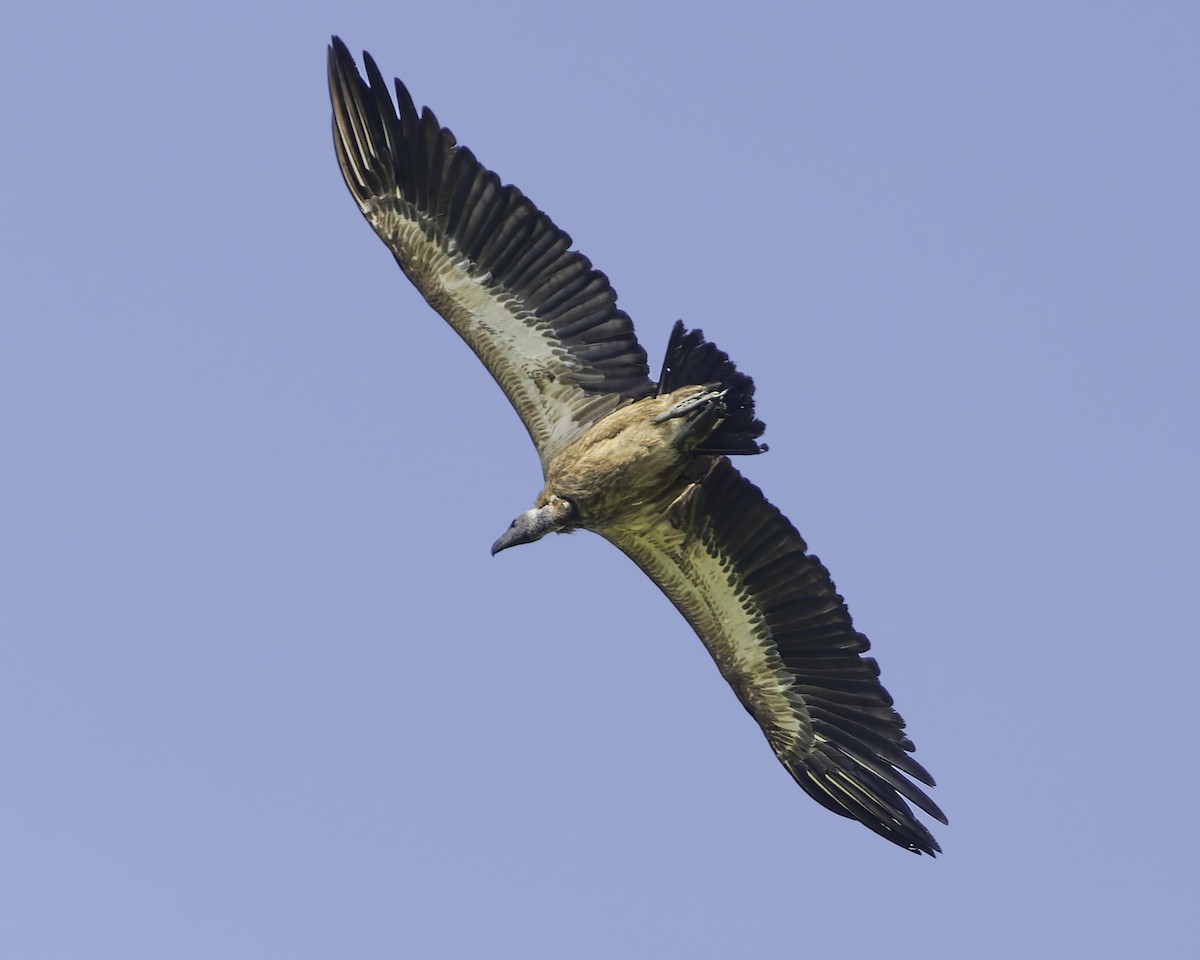 White-backed Vulture - ML638762092