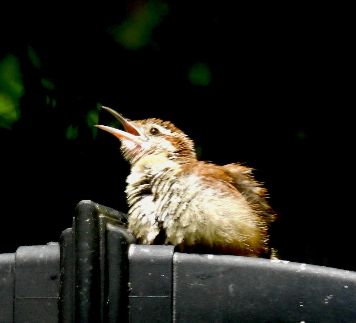 Carolina Wren - ML638762099
