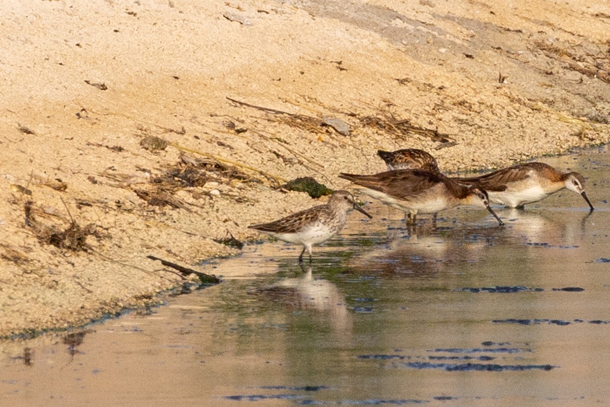 Western Sandpiper - ML638762103