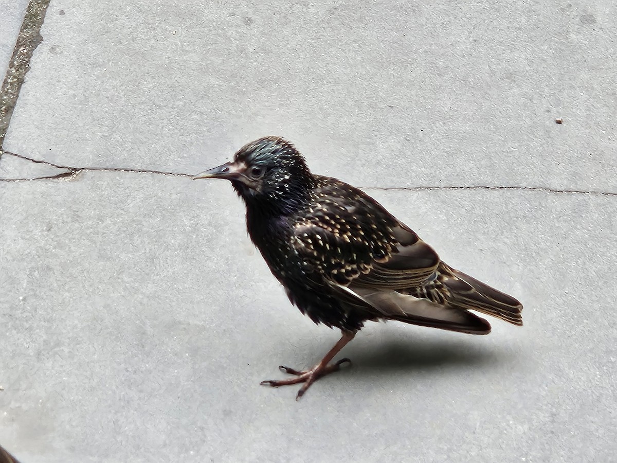 European Starling - ML638762146