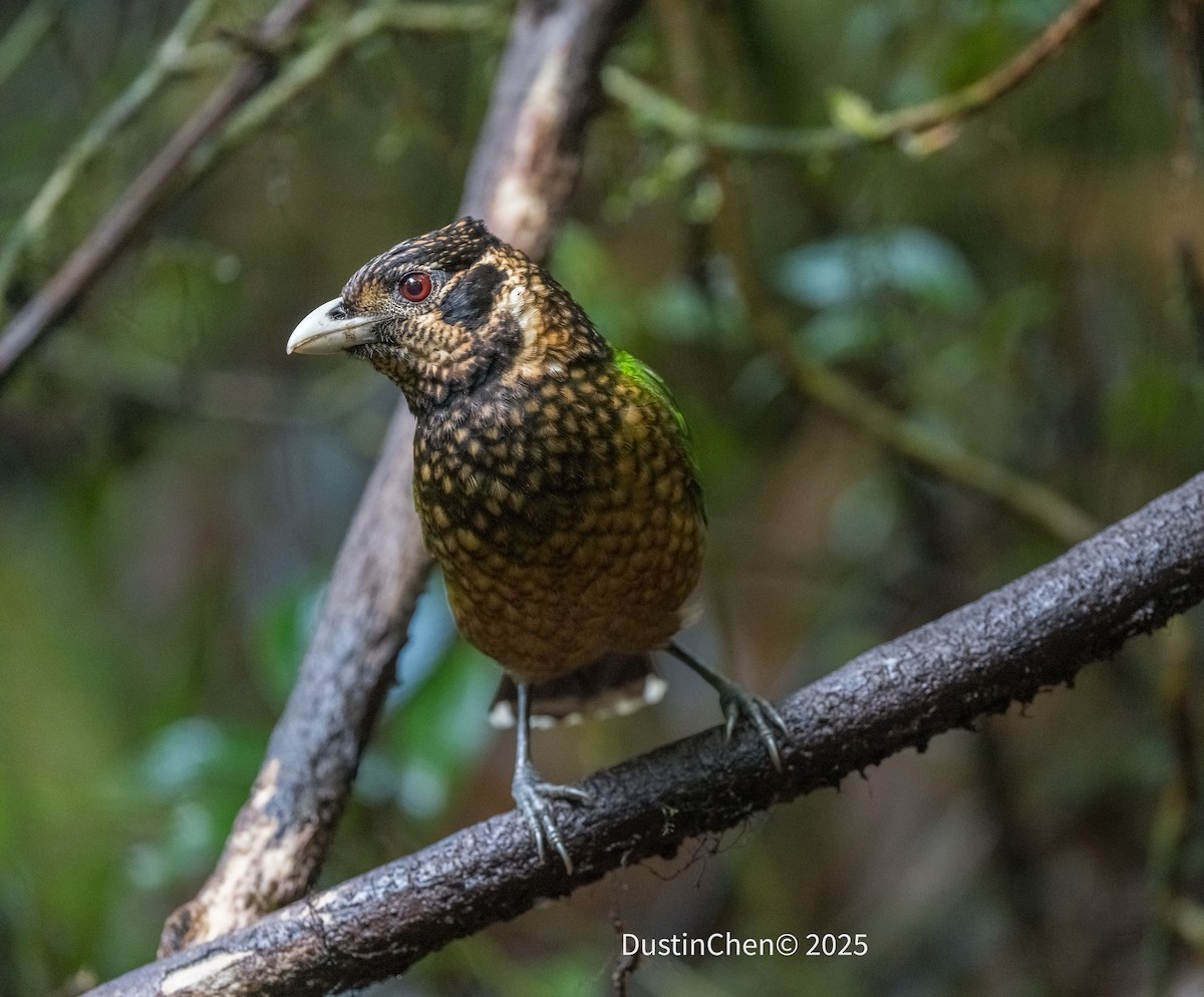 Black-eared Catbird - ML638762154