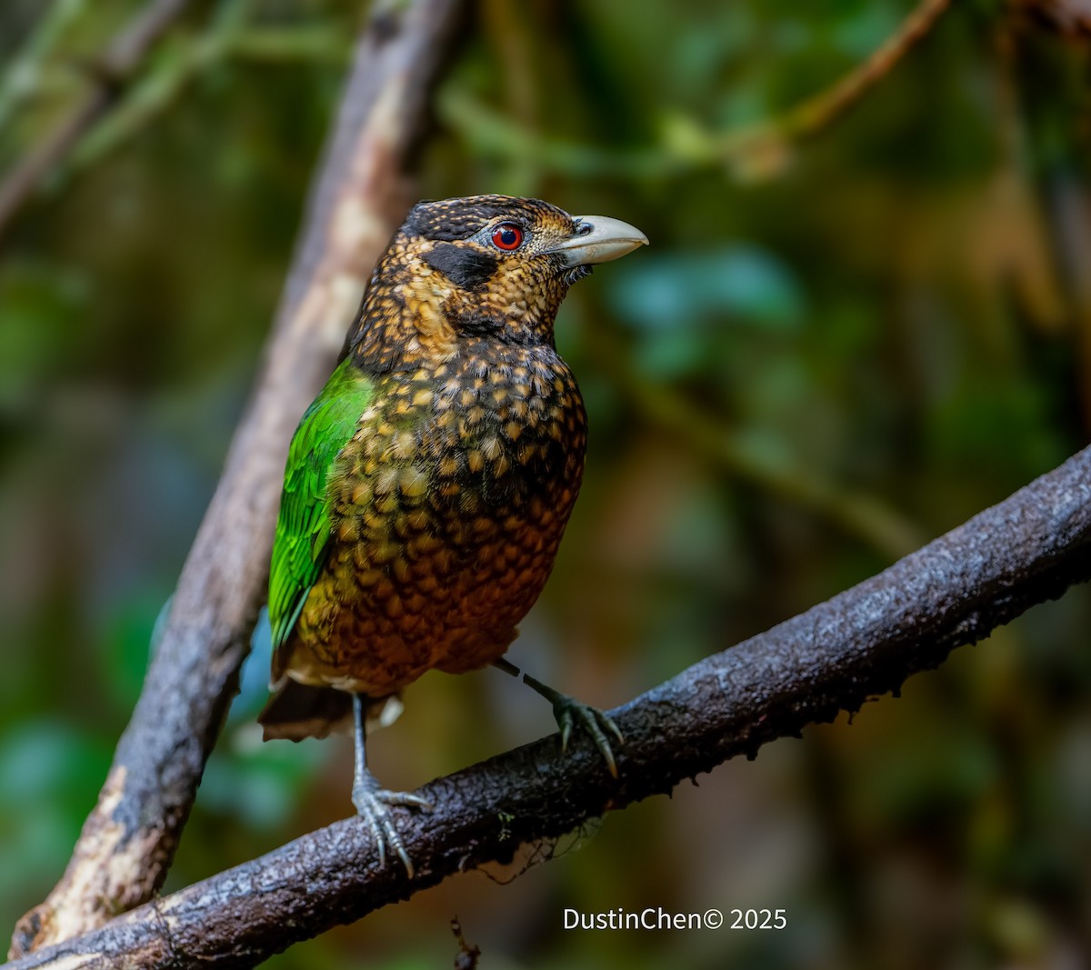 Black-eared Catbird - ML638762155