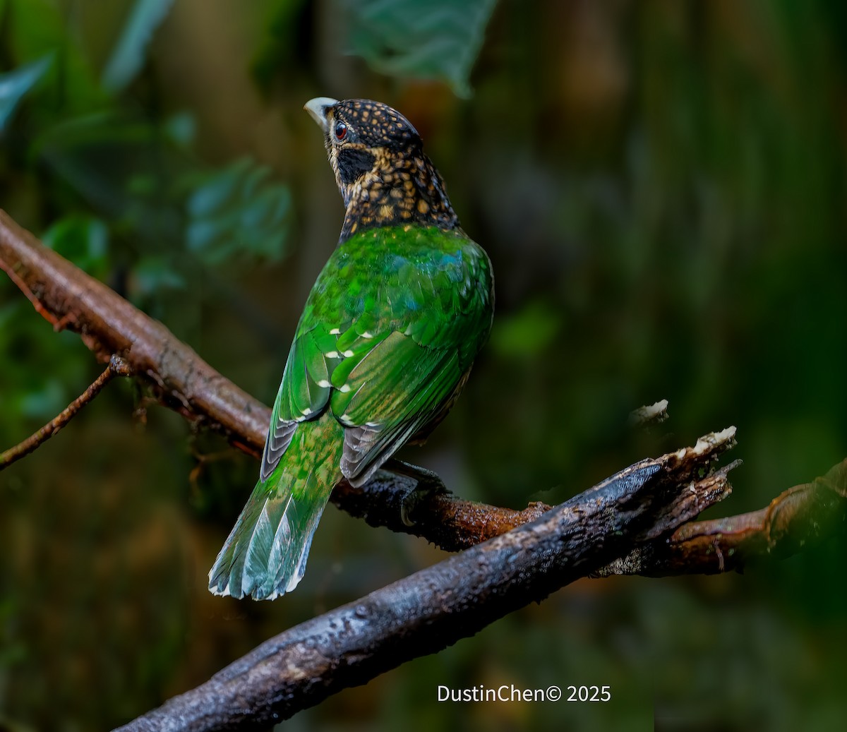 Black-eared Catbird - ML638762156