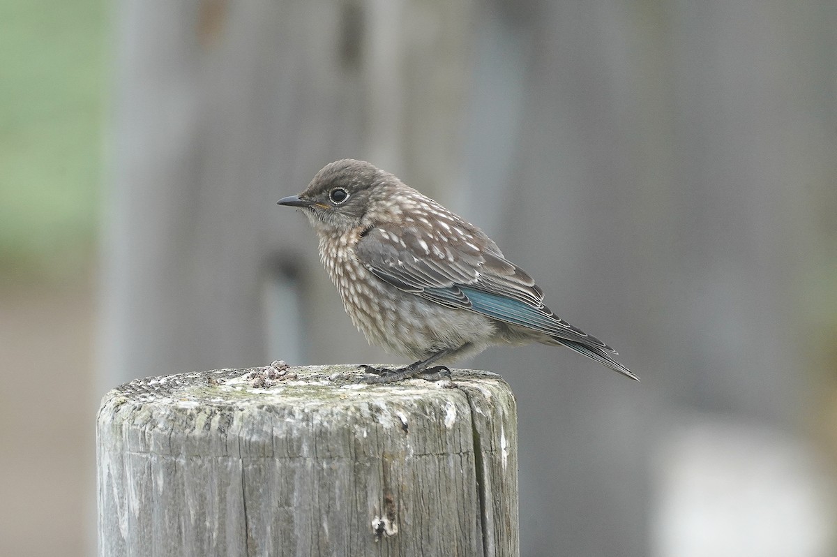 Western Bluebird - William Legge