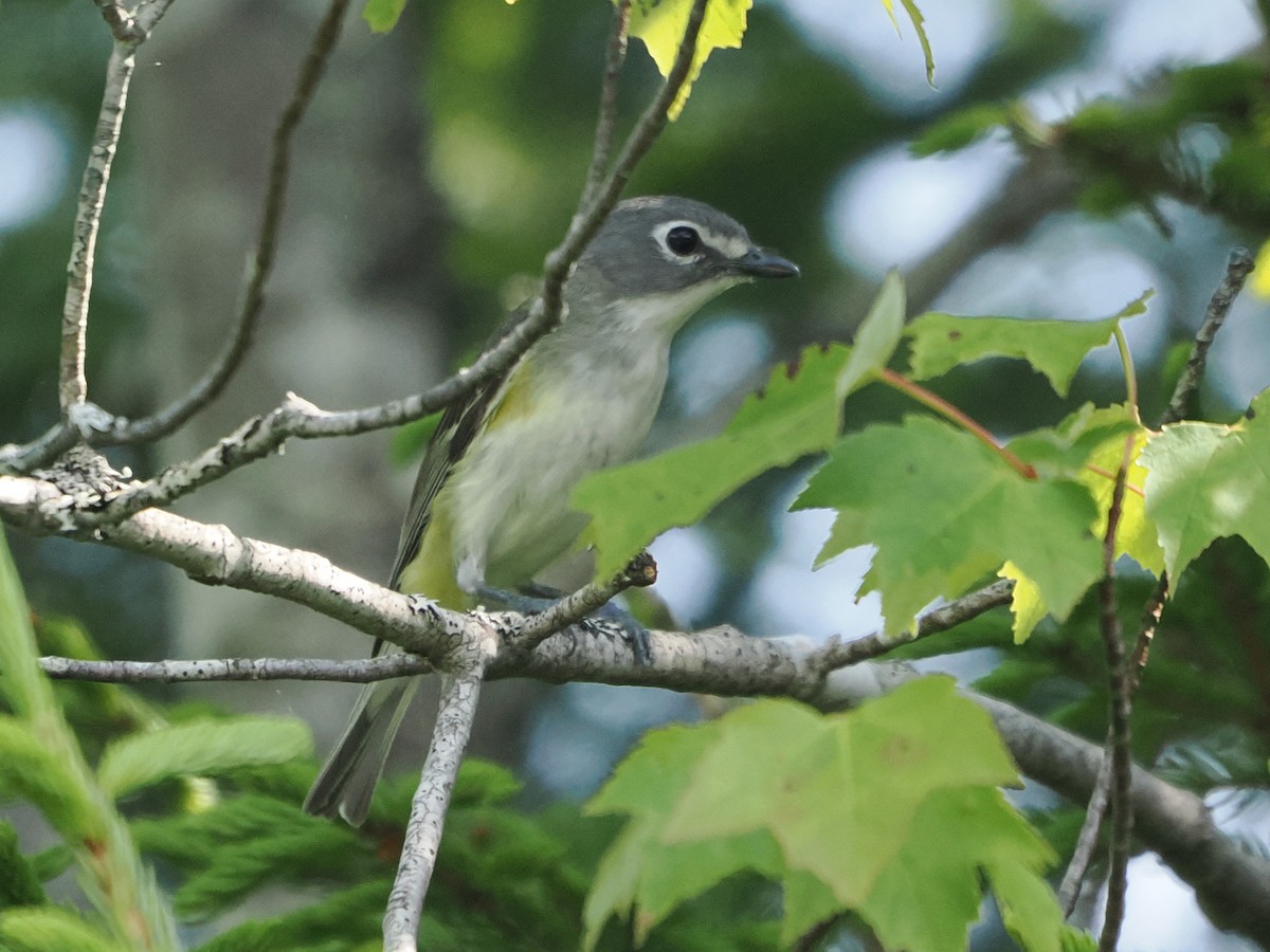 Mavi Başlı Vireo - ML638762179