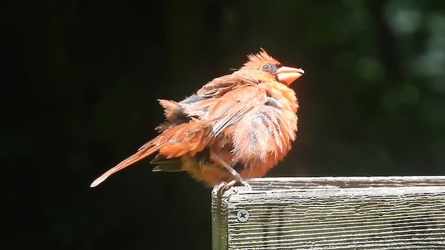 Northern Cardinal - ML638762313
