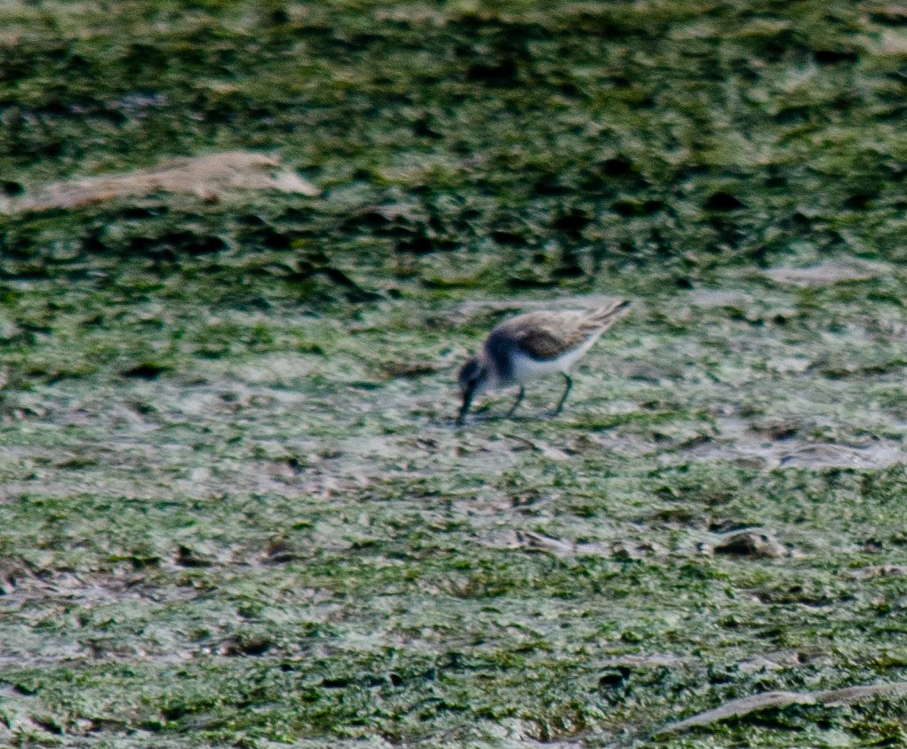 Semipalmated Sandpiper - ML638762368