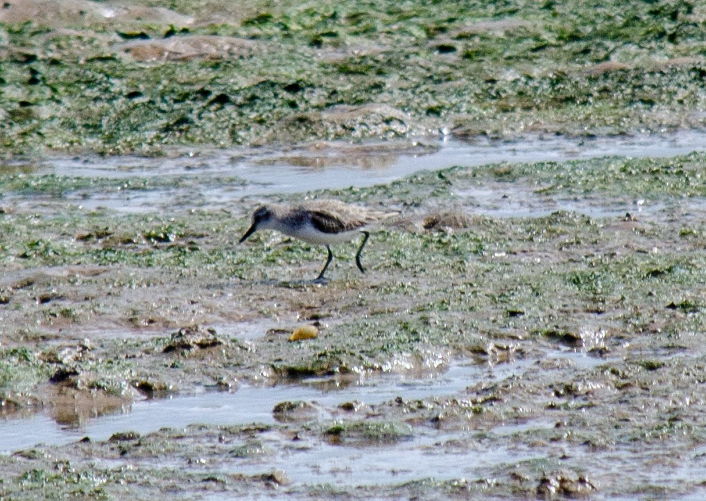 Semipalmated Sandpiper - ML638762369