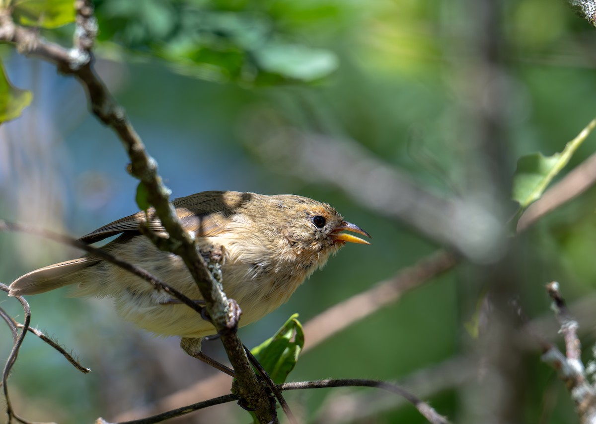 Waldsänger-Darwinfink - ML638762382