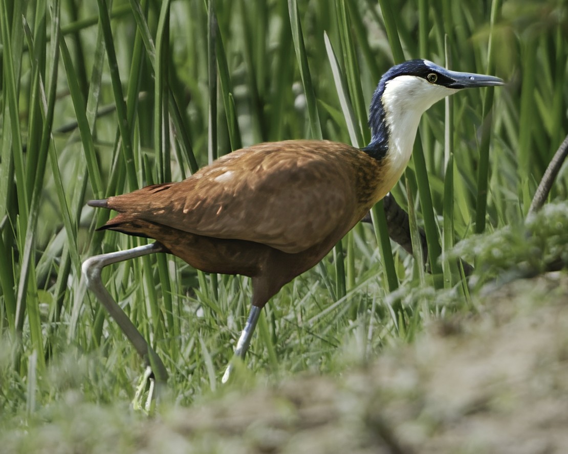 African Jacana - ML638762397